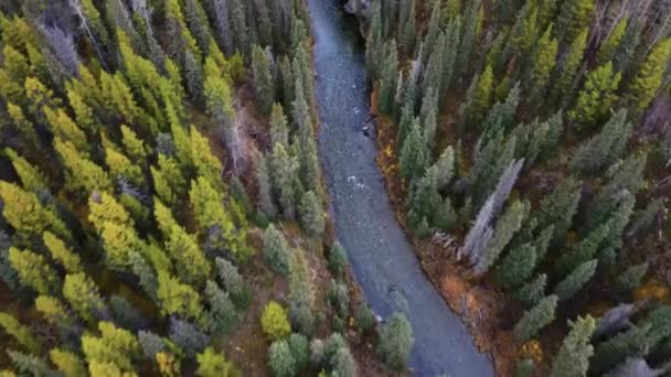 Volare Cinematografico Sopra Foresta Abeti Bianchi Donnel Meandro Fiume — Video Stock