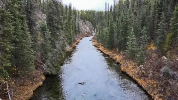 Bosque Virgen Largo Del Río Donnel Columbia Británica Canadá Avance — Vídeo de stock