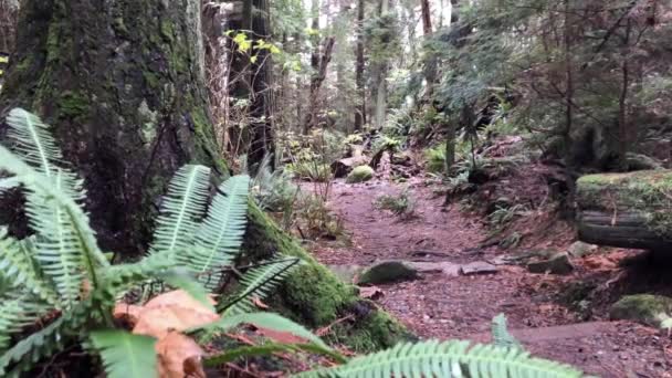 Rustige Regenwoud Vancouver Slider Medium Shot Van Vegetatie — Stockvideo