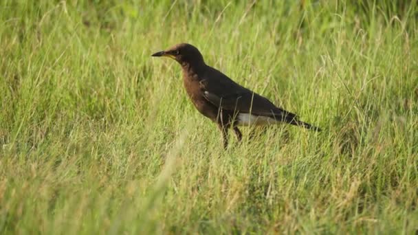 Black Pied Starling Bird Forages Hops Grass South Africa Follow — Stock Video