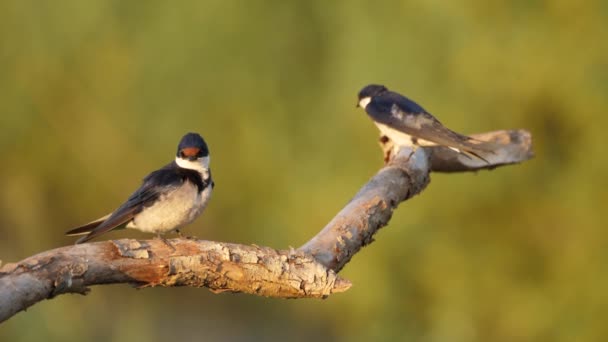 Close Twee Witkeelzwaluwen Tak Preen Fly Away — Stockvideo