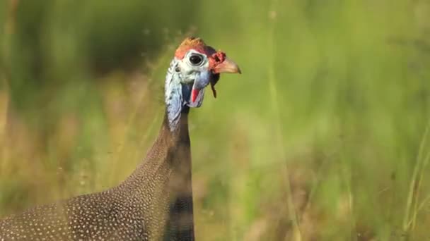 Close Gehelmde Guineafuil Met Opvallende Blauwe Kop Zacht Focusgras — Stockvideo