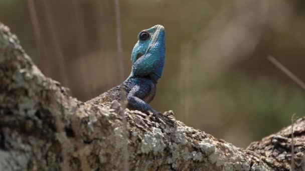 Lagarto Del Sur Agama Rama Árbol Soleado Busca Presa — Vídeos de Stock