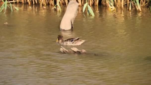 黄嘴鸭在河里游泳 宽跟踪射击 — 图库视频影像