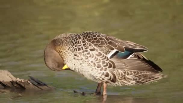 黄色の請求アヒル川のログ上のフリル胸 尾羽をプリンス — ストック動画