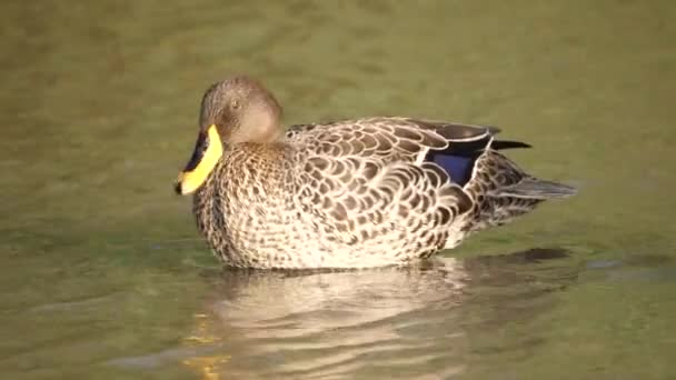 Pato Pico Amarillo Hunde Cabeza Lanza Agua Espalda Agitando Las — Vídeos de Stock