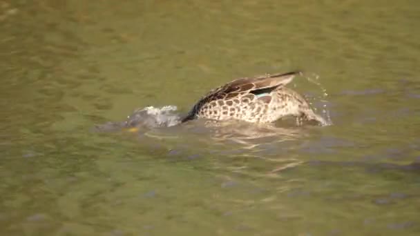 Africano Amarillo Facturado Pato Incursionando Agua Mazmorras Cabeza Repetidamente Seguir — Vídeos de Stock