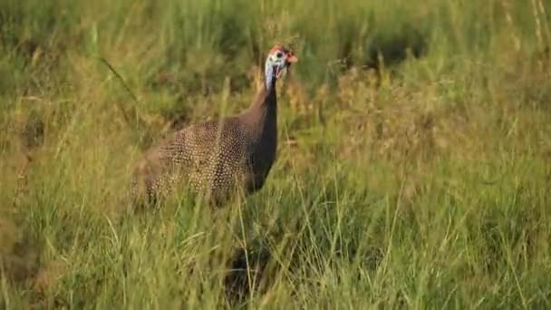 Wary Helmeted Guineafowl Patrząc Prawo Następnie Opuszczenie Głowy Dziobanie Trawy — Wideo stockowe