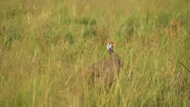 Helmeted Guineafowl Numida Meleagris Pecking Vajande Grönt Gräs Fält — Stockvideo