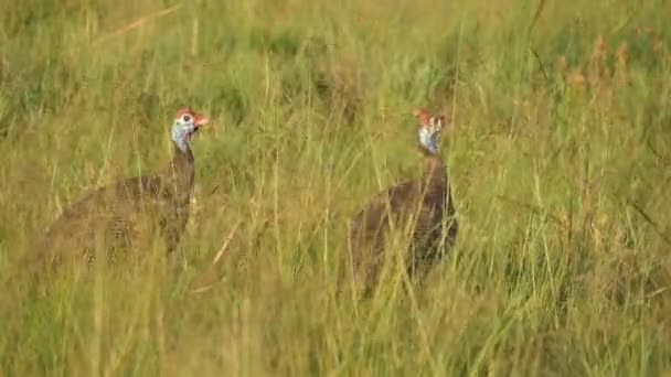 Two Helmeted Guineafowl Bob Heads Peck Seeds Tall Swaying Grass — Stock Video