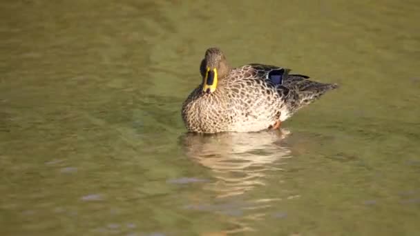 Yellow Billed Duck Scratches Foot Bobs Head Water — Stock Video
