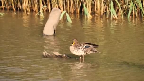 黄嘴鸭饲养场皱曲的羽毛矗立在河中的原木上 — 图库视频影像