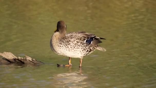 黄色の法案アヒルは ログに立って羽を前にして 水に入る — ストック動画