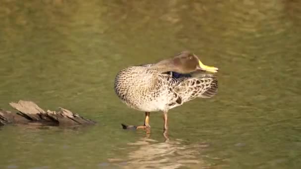 栖息在圆木上的鸭子在梳理了皱巴巴的羽毛后喝了河水 — 图库视频影像