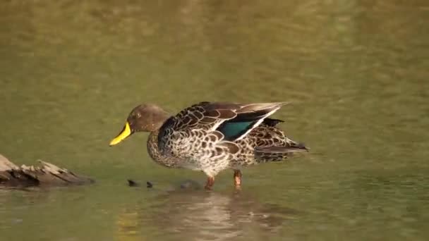 Yellow Billed Duck Flaps Wings River Log Preens Ruffled Feathers — Stockvideo