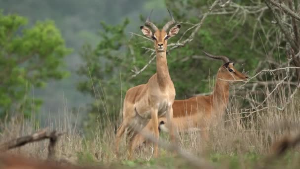 Piękna Antylopa Impala Wykonuje Krótkie Ostrzeżenie Deszcz Tle — Wideo stockowe