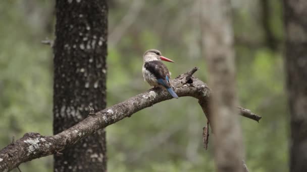 Barna Kapucnis Kingfisher Madár Ült Faágon Szelíd Szellőben — Stock videók