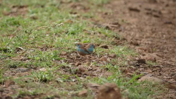 Dwa Małe Niebieskie Ptaszki Skaczą Szukając Jedzenia Afrykańskiej Sawannie — Wideo stockowe