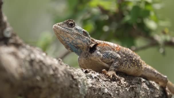 Selektivní Zaměření Blue Throated Agama Tree Ještěrka Sedí Slunné Větvi — Stock video