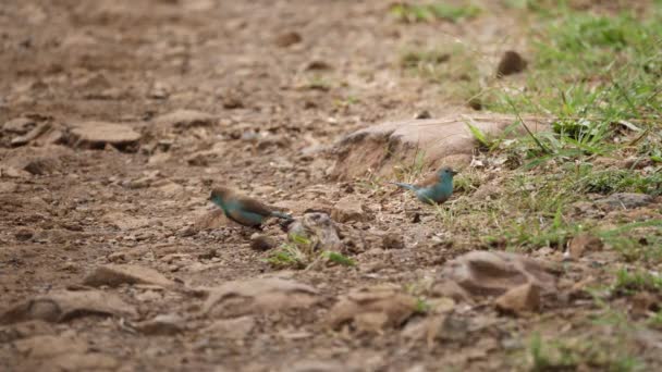 Deux Petits Oiseaux Paruline Bleue Mangent Minuscules Insectes Sol Afrique — Video