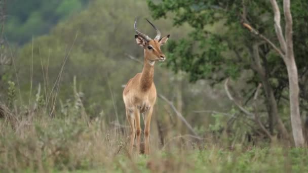 Poplach Před Nebezpečím Impala Spirálními Rohy Připojuje Ostatním Stáda — Stock video