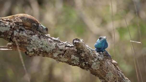 Cabeza Movediza Azul Con Cabeza Agama Árbol Lagartijas Hacer Desafío — Vídeos de Stock