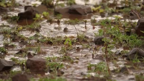 Bajo Ángulo Poca Profundidad Campo Agua Pastizales Africanos Inundados — Vídeos de Stock