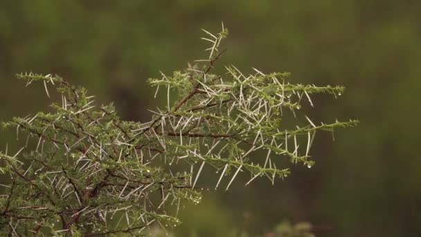 Ostré Trny Levém Rámu Acacia Tree Větve Lijáku Kapky Deště — Stock video