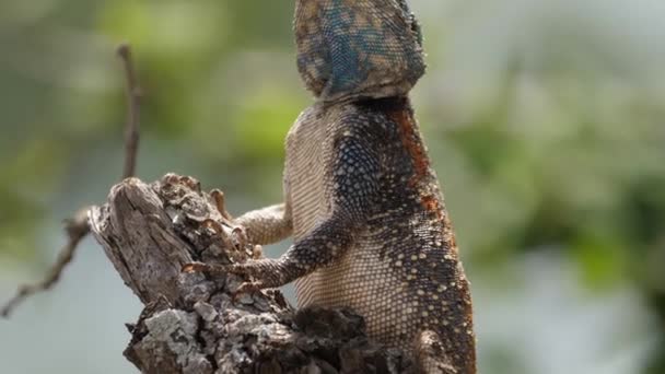 Close Tilt Blue Throated Agama Tree Lizard Empoleirado Galho Árvore — Vídeo de Stock