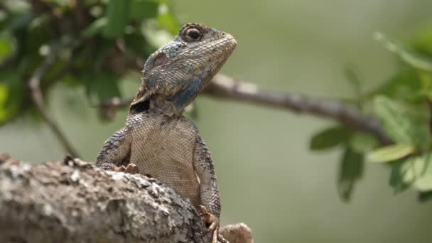 Μπλε Λαιμό Agama Lizard Γλείφει Τρόφιμα Μορσέλ Από Ηλιόλουστο Κλαδί — Αρχείο Βίντεο