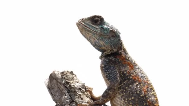 Agama Tree Lizard Τρώει Έντομο Στο Κλαδί Στερεό Λευκό Φόντο — Αρχείο Βίντεο