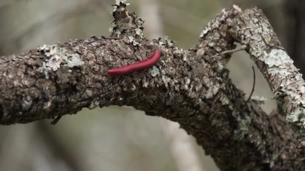 Μεγάλες Πορείες Red Millipede Πάνω Από Τραχύ Φλοιό Του Άκρου — Αρχείο Βίντεο