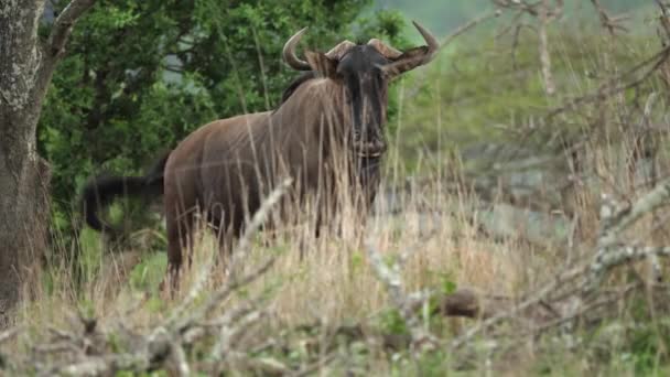 Wildebeest Africano Detrás Hierba Desenfocada Hace Una Breve Llamada Advertencia — Vídeos de Stock