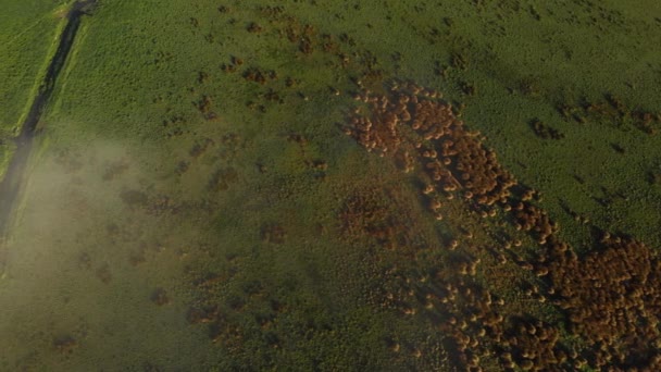 Vista Aérea Arriba Hacia Abajo Oscuro Campo Niebla Con Hierba — Vídeo de stock