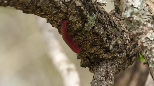 Selective Focus Closeup Red Millipede Climbs Sunny Tree Branch — Stock Video