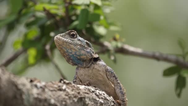 Zeer Alert Blue Throated Agama Lizard Scant Bij Boomledemaat Insecten — Stockvideo