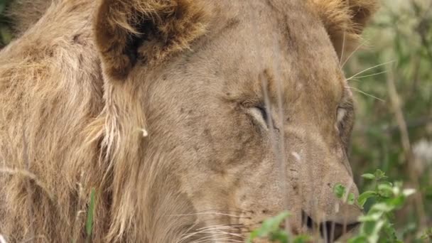 Extremo Primer Plano Lindo León Africano Cara Masculina Mientras Vuelve — Vídeos de Stock