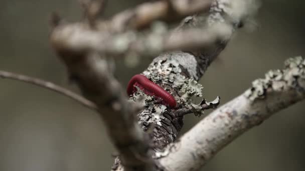 Macro Red Millipede Antennae Explore Africa Tree Branch Shade — Vídeos de Stock