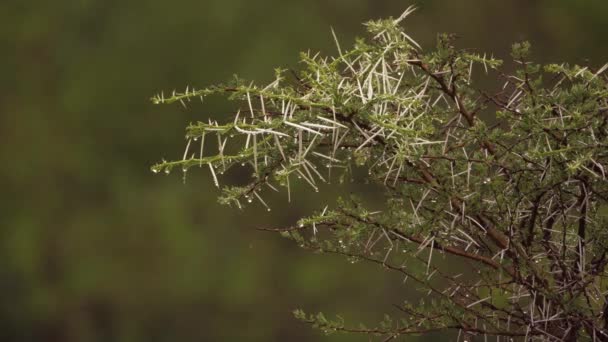 Sharp Thorns Right Frame Acacia Tree Branches Pouring Rain — Stock Video