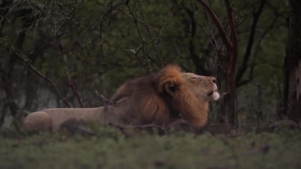 Niebla Boca Del Rugiente Macho León Africano Fría Noche Arbustos — Vídeos de Stock