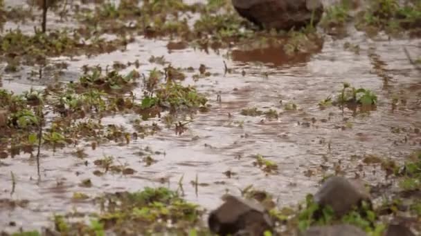 Pan Inclinazione Attraverso Acqua Corrente Fangosa Prati Africani Allagati — Video Stock