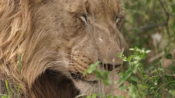 Cadre Complet Gros Plan Gros Bâillement Dents Par Lion Africain — Video