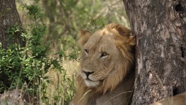 Lindo Cara Macho Africano León Inclina Contra Árbol Breezy Bushland — Vídeos de Stock