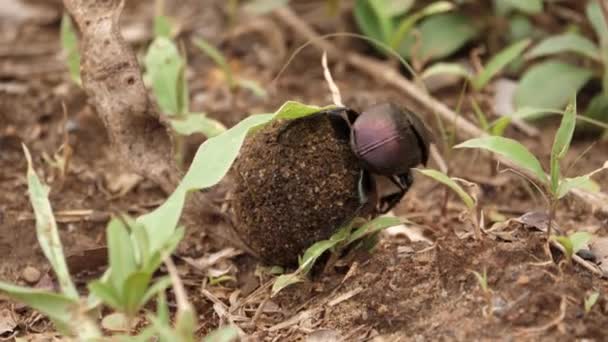 Makrodetail Gebrochener Käfer Rollt Dungball Auf Weichem Afrikanischen Boden — Stockvideo