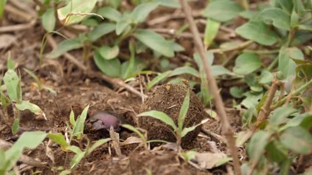 Makro Beteende Dung Beetle Rullar Bollen Grunt Hål Precis Grävt — Stockvideo