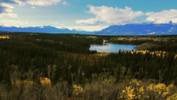 Лети Над Зеленим Лісом Жовтим Листям Озеро Атлін Гори Канада — стокове відео