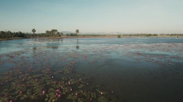 Drone Flight Large Water Lily Reservoir Thousands Pink Blossoms Palm — Stock Video