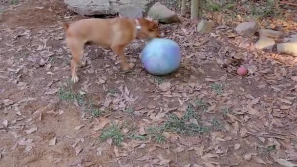 Pequeno Cão Marrom Bonito Hilariantemente Jogar Ataques Bola Borracha Grande — Vídeo de Stock