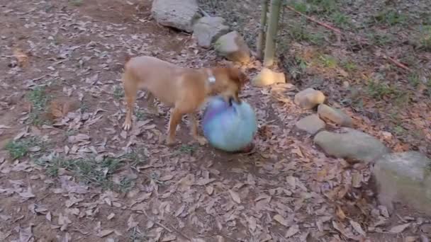 Piccolo Adorabile Cane Marrone Esilarante Giocare Attacchi Grande Palla Gomma — Video Stock
