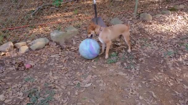 Liten Söt Brun Hund Attackerar Lekfullt Stor Gummiboll — Stockvideo